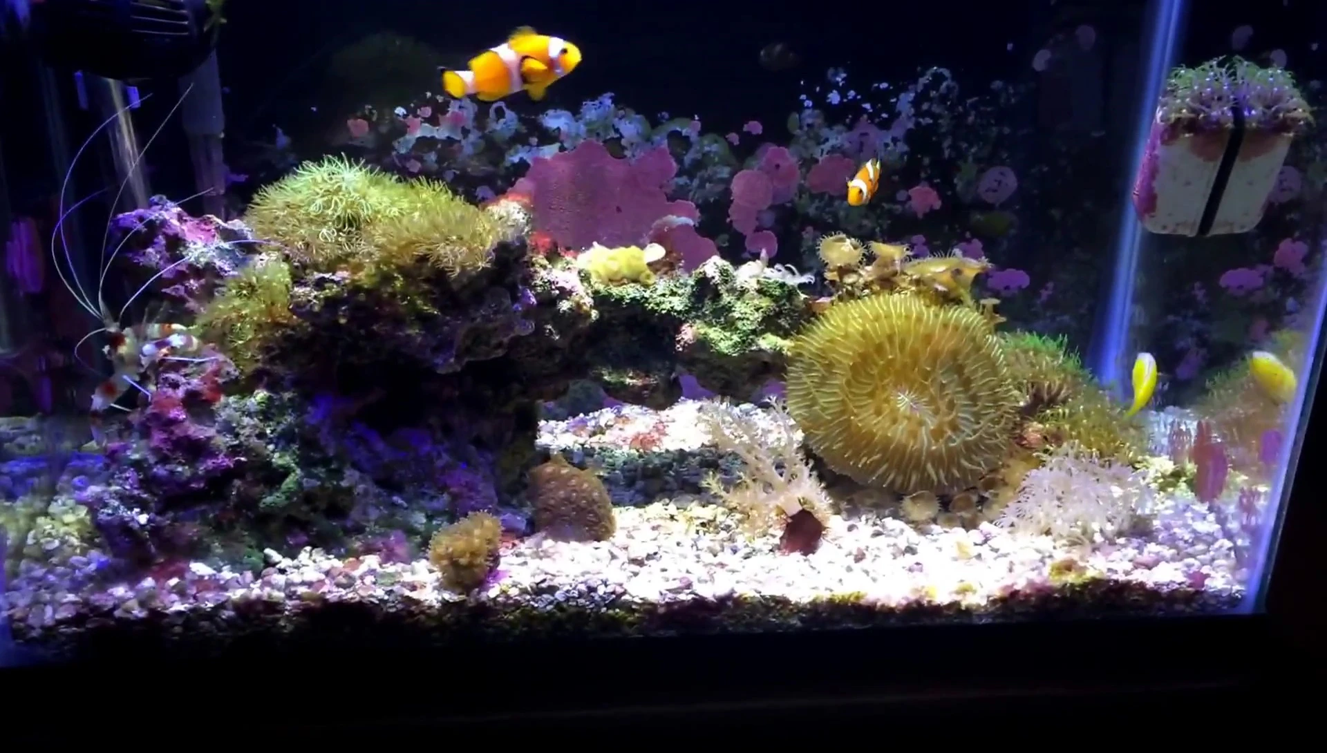 Shot showing minimal cyano growth