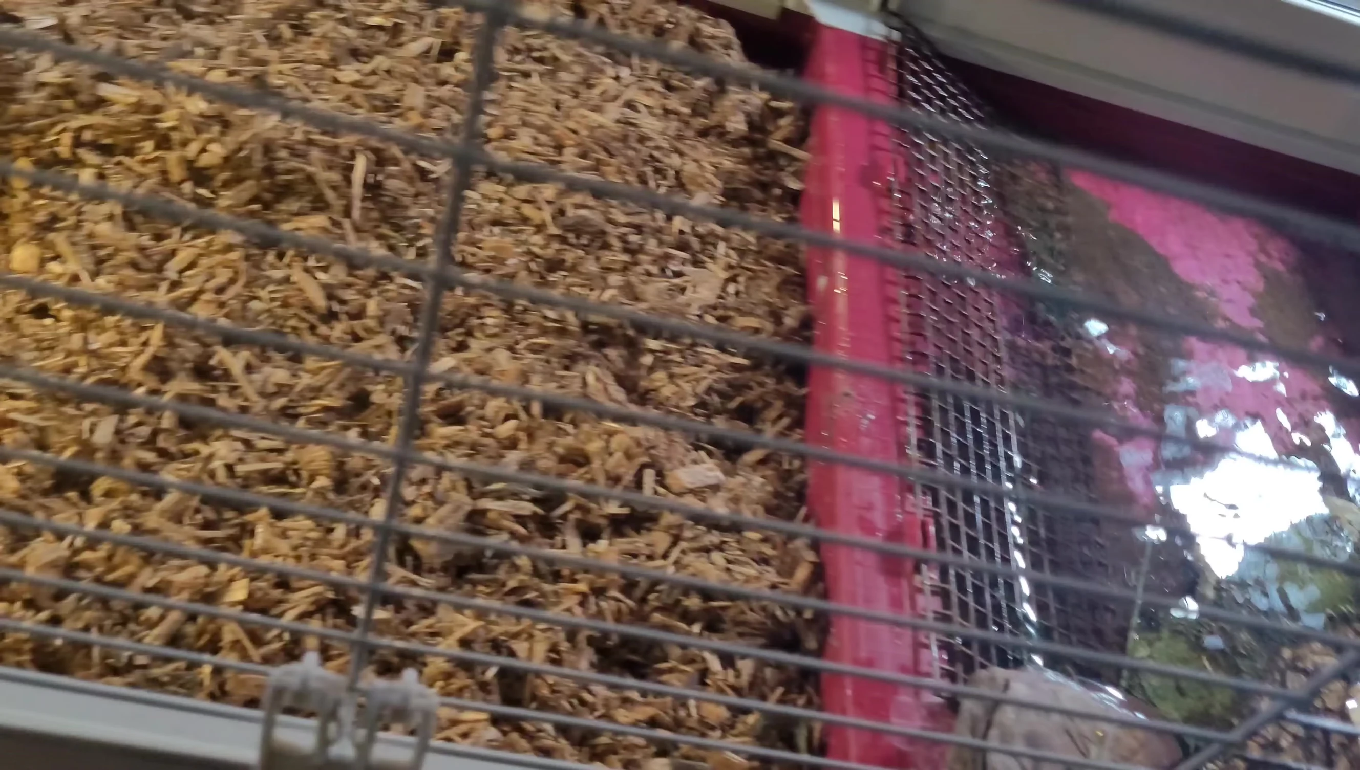 Offering turtle pellets to the tortoise.