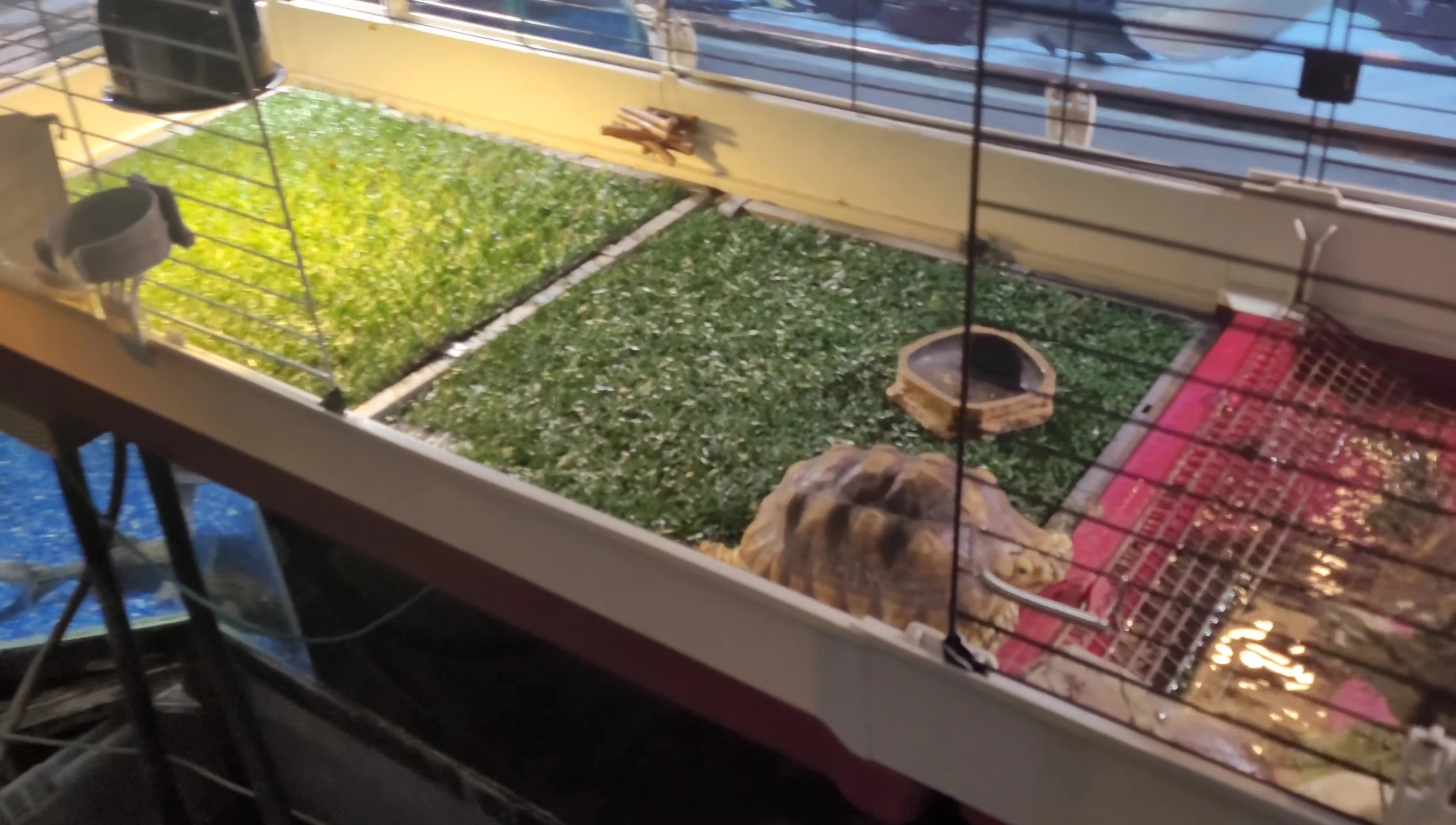 The tortoise in its temporary enclosure, showing the temperature gradient setup.
