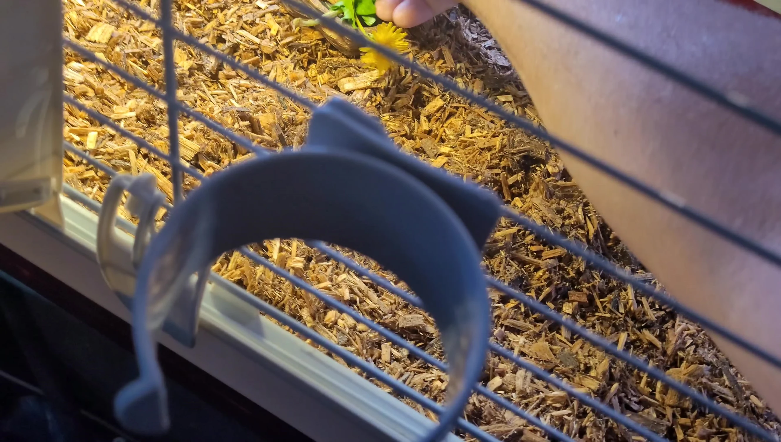 Providing fresh dandelions to the tortoise.