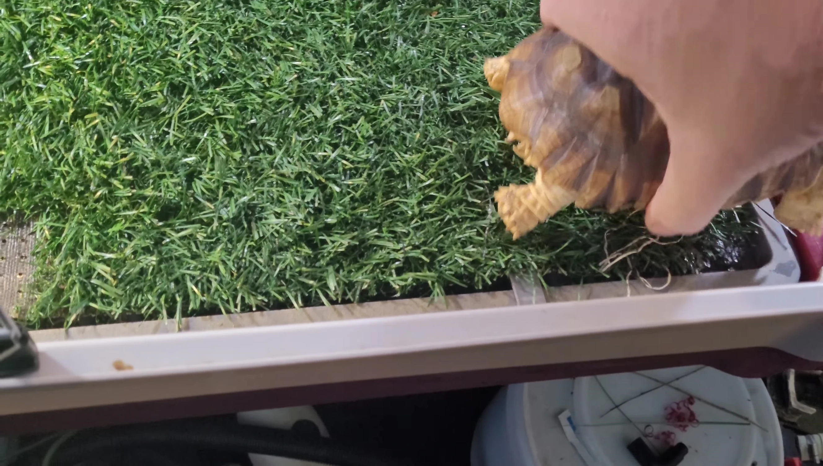Removing old substrate from the tortoise enclosure.