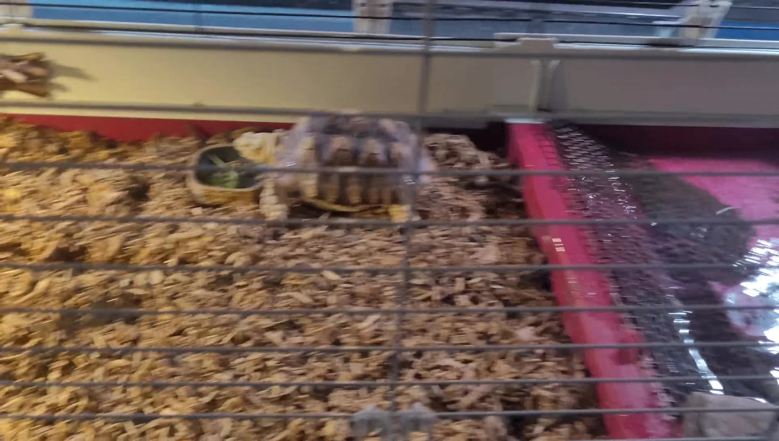 The completed and enclosed tortoise habitat.