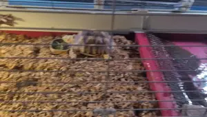 Turtle Habitat Setup: A Step-by-Step Guide
