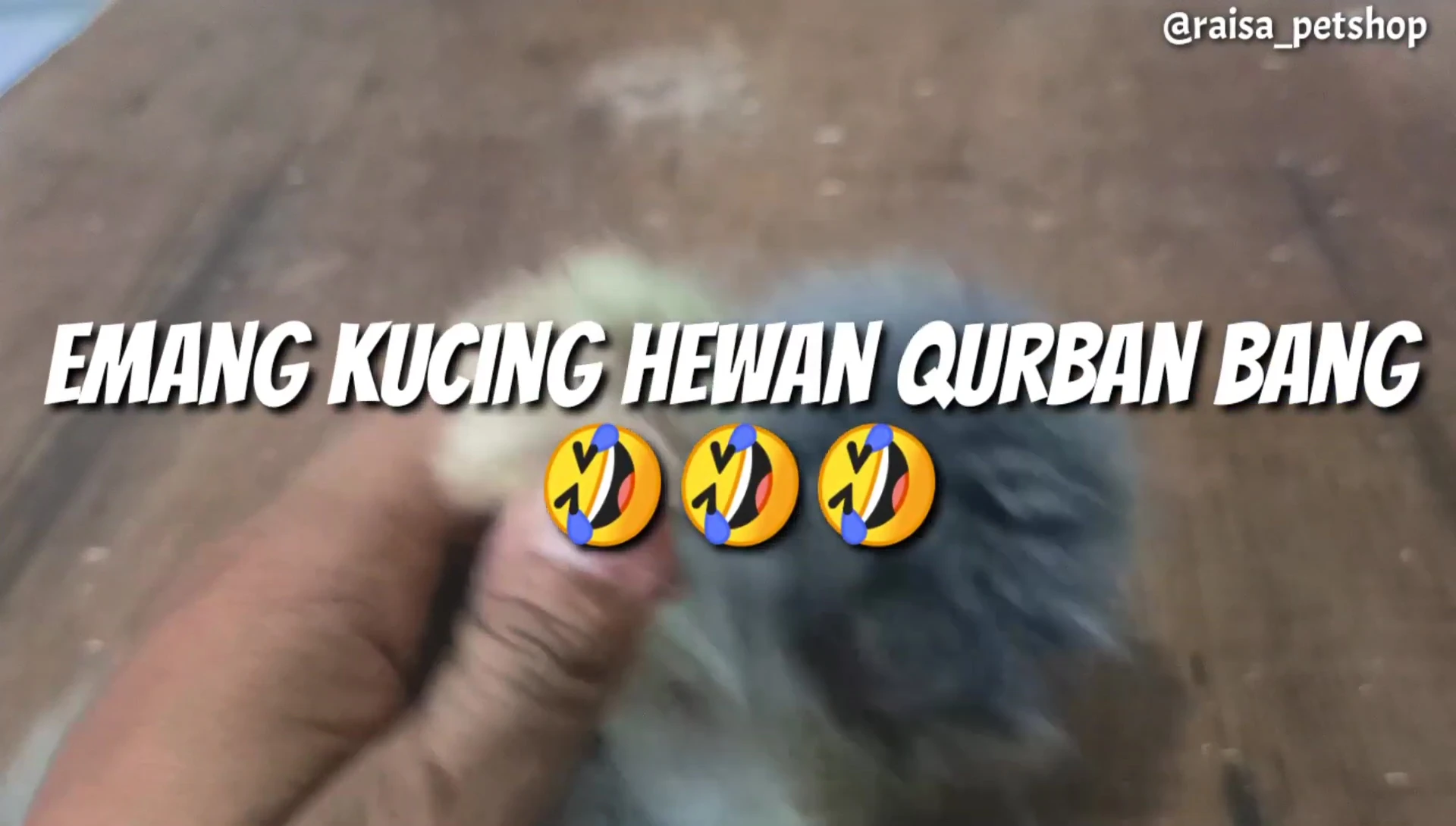 Image demonstrating the proper way to hold a cat's paw