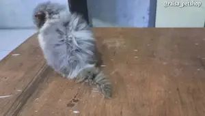 Safe Cat Nail Trimming: A Step-by-Step Guide for Cat Owners
