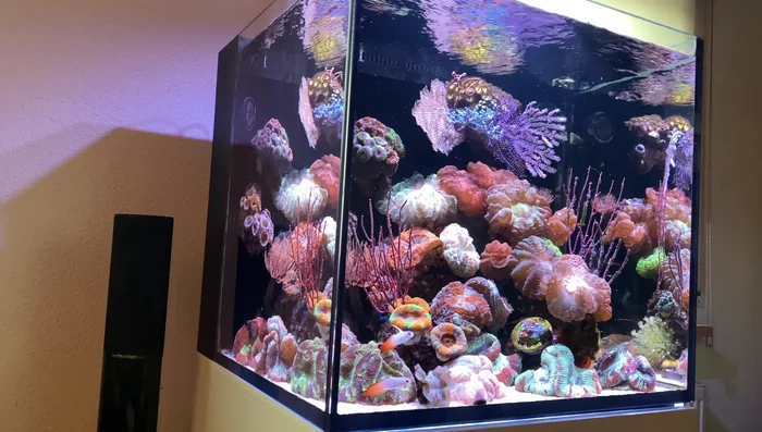 Choosing Beginner-Friendly LPS Corals: Indonesian torch corals, Scolymias, and Acanthophilias are good choices for beginners. Avoid damaged corals when purchasing.