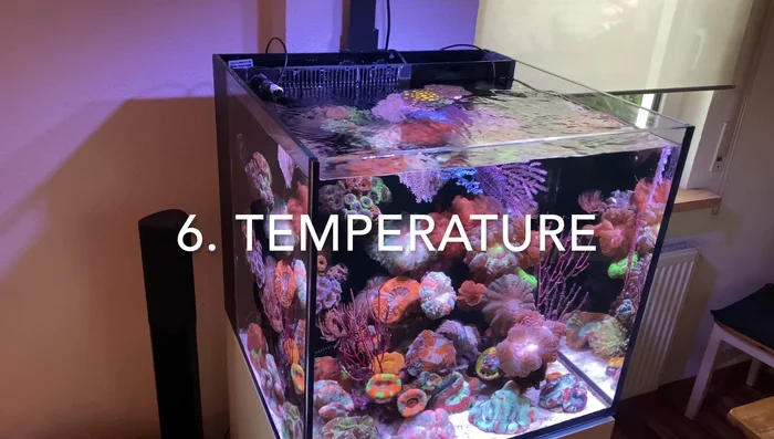 Water Flow: Most LPS corals prefer moderate flow, avoiding direct placement in strong currents. Ophilias are an exception and benefit from stronger flow. Use a pulse mode water flow system with periods of higher current (3-4 times a day) to flush waste.