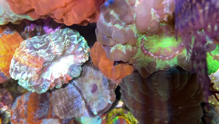 Feeding LPS Corals: Use a variety of foods including zooplankton, frozen foods (mysis shrimp, lobster eggs), dry foods, artemia, and even fresh clams (especially for acanthophilias).