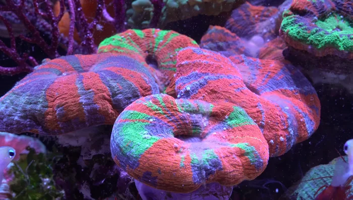 Maintaining Ideal Water Parameters: LPS corals are more tolerant of fluctuations than SPS corals. Aim for phosphate around 0.06 (higher is generally better, but avoid extremes). Adjust nitrate levels accordingly (e.g., if phosphate is 0.1, target nitrate around 10). Maintain a higher KH (8-8.5).