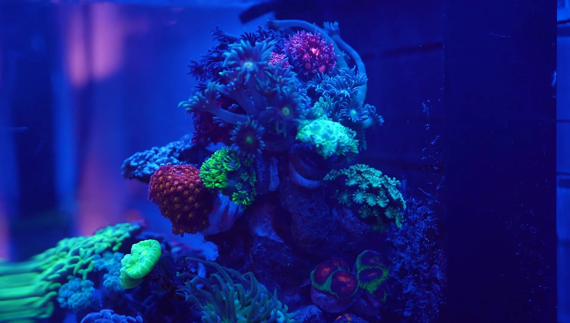 The Goniopora corals glued to the cocoa worm tube.