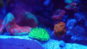 Amazing 5 Gallon Pico Reef Tank Setup: A Detailed Guide