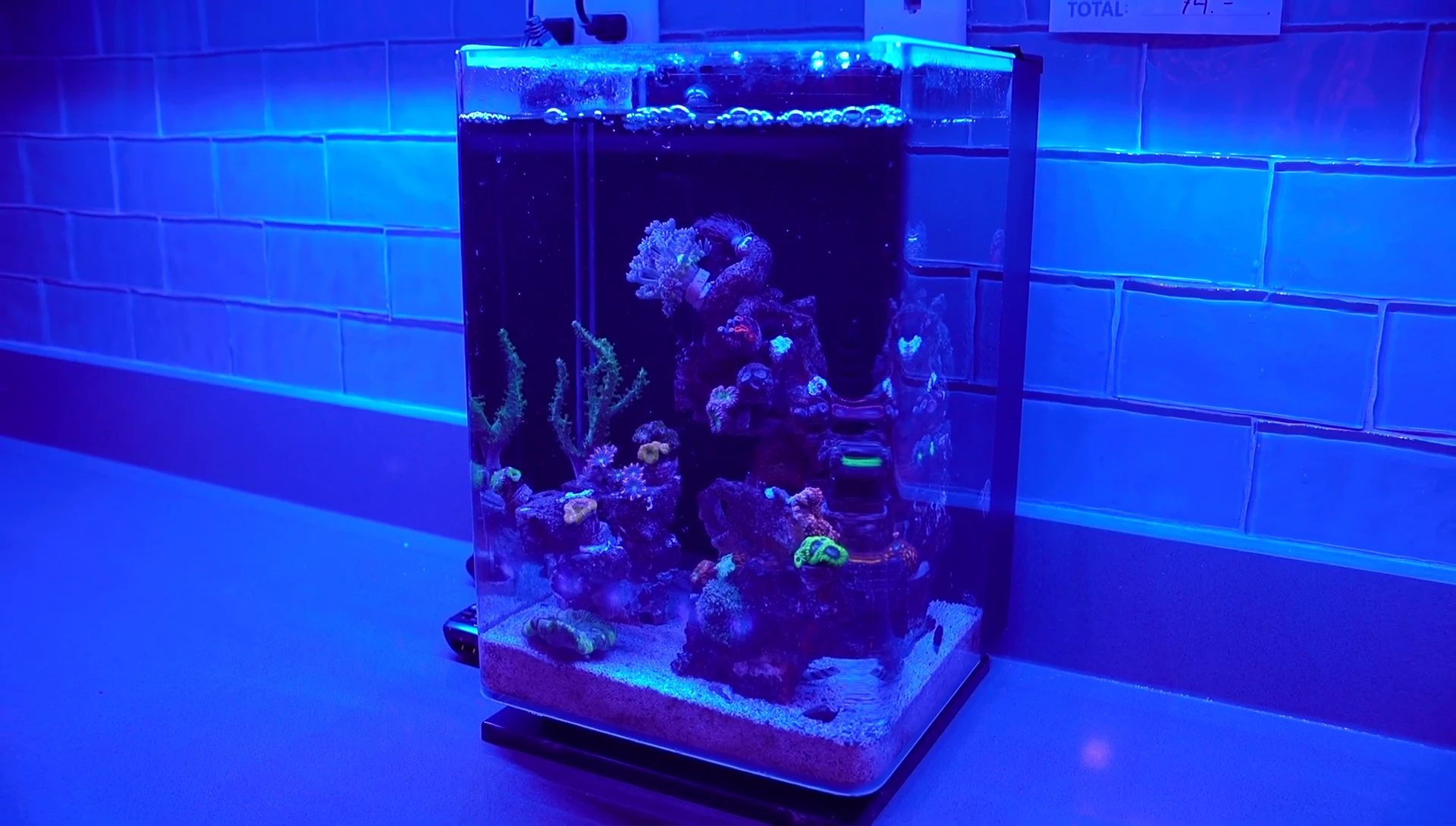 The 5-gallon marine land tank selected for the pico reef.