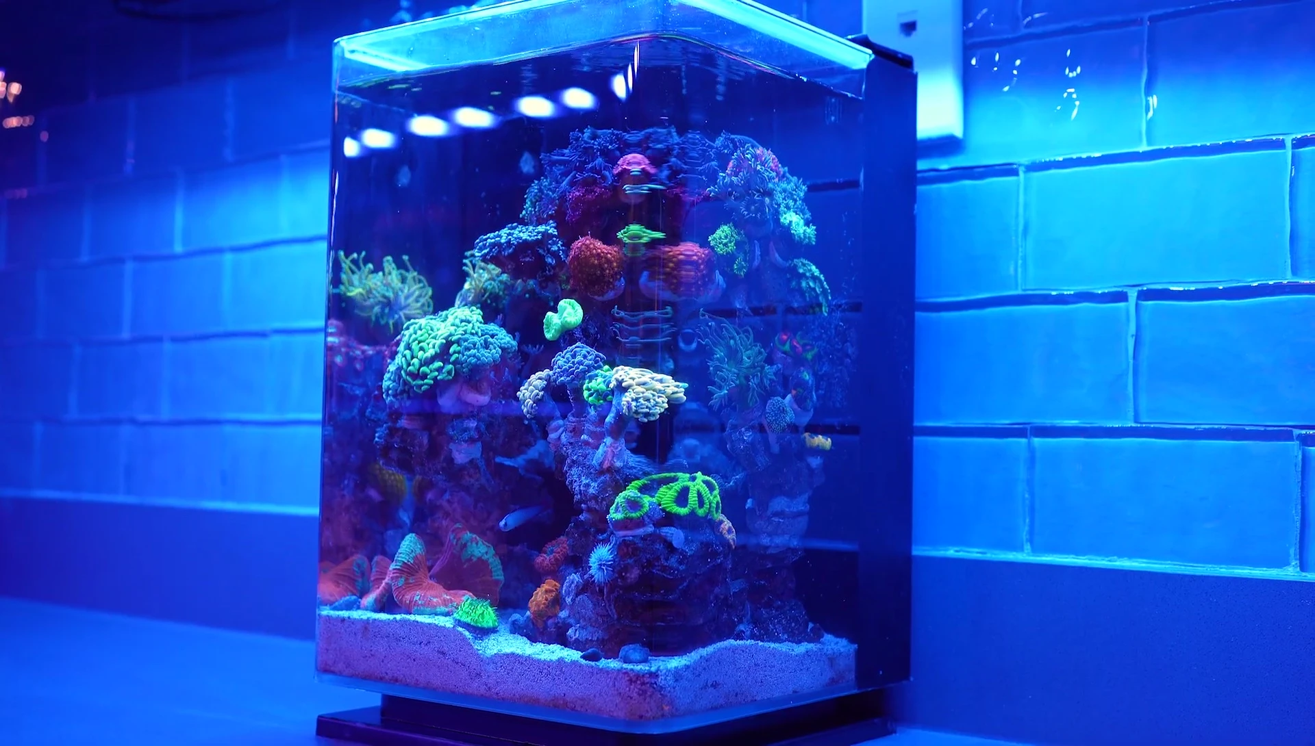 Close-up of the densely packed corals within the tank.
