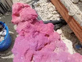 DIY Coraline Rock Coloring: Enhance Your Aquarium's Aesthetics with Addictive Reef Keeping's New 2oz Rock Powder