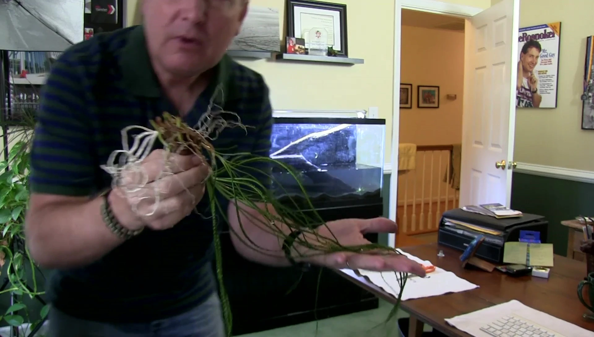 The large, spreading plant being added