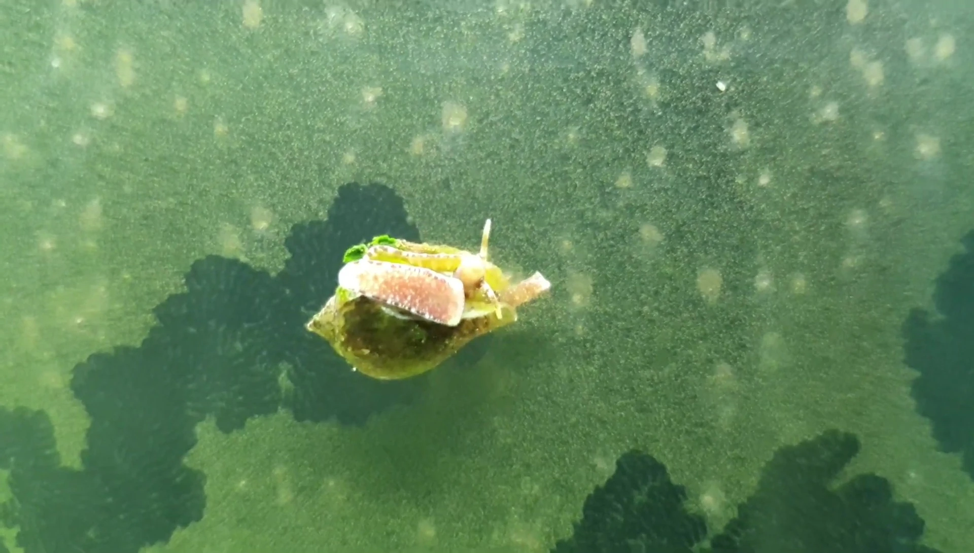 Snails effectively reducing algae growth