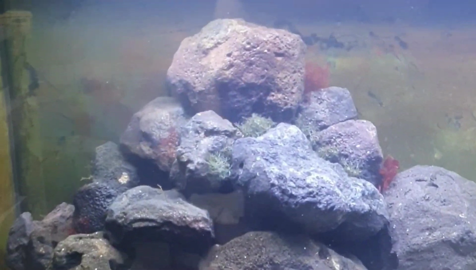 Aquascaping with lava rock