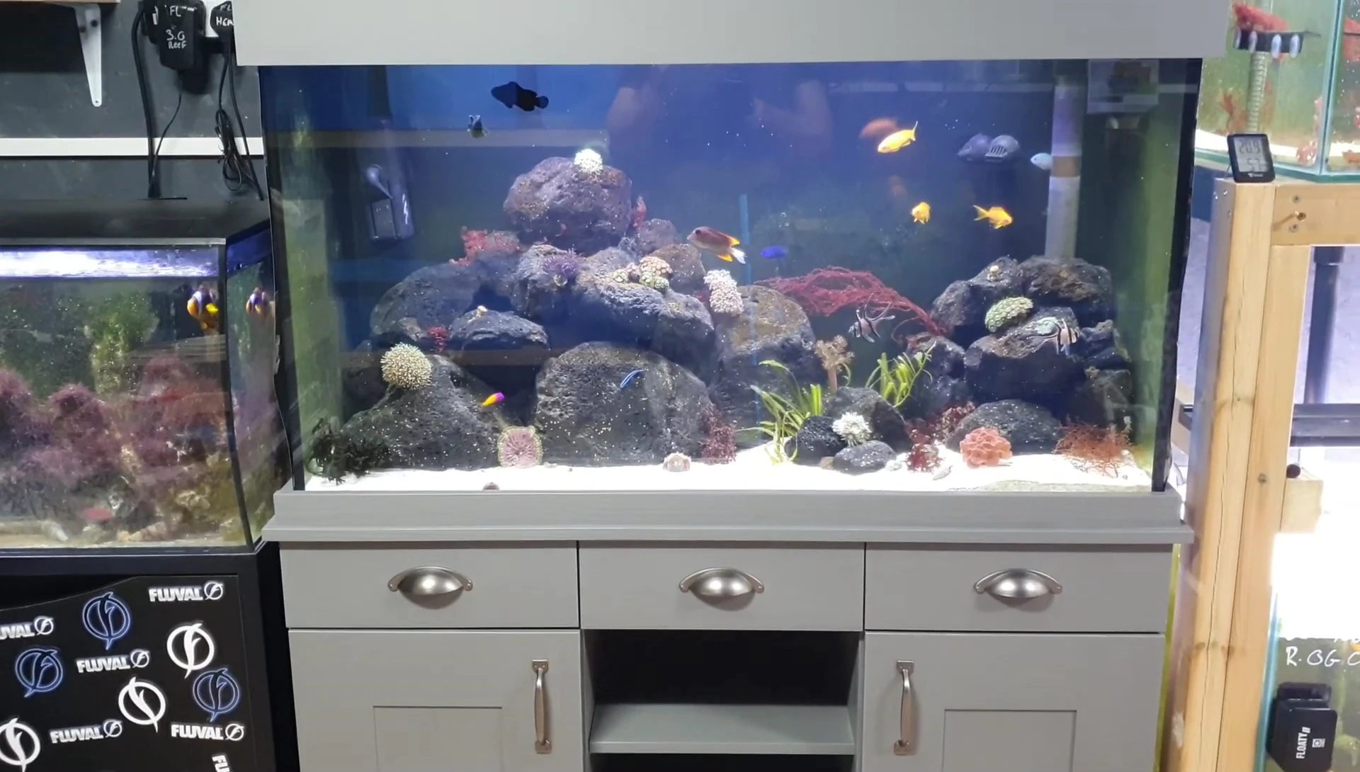 Matured aquarium after 2.5 months