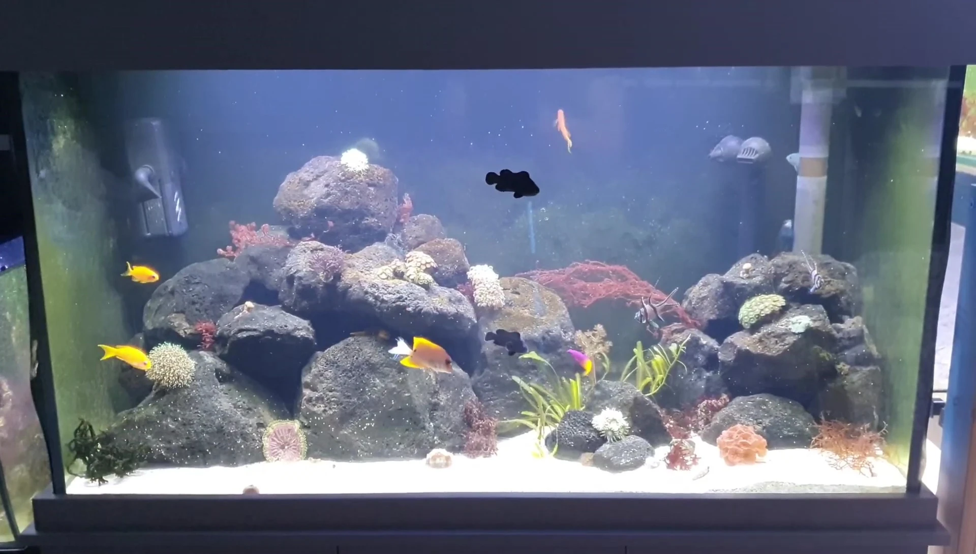 Final aquascape view