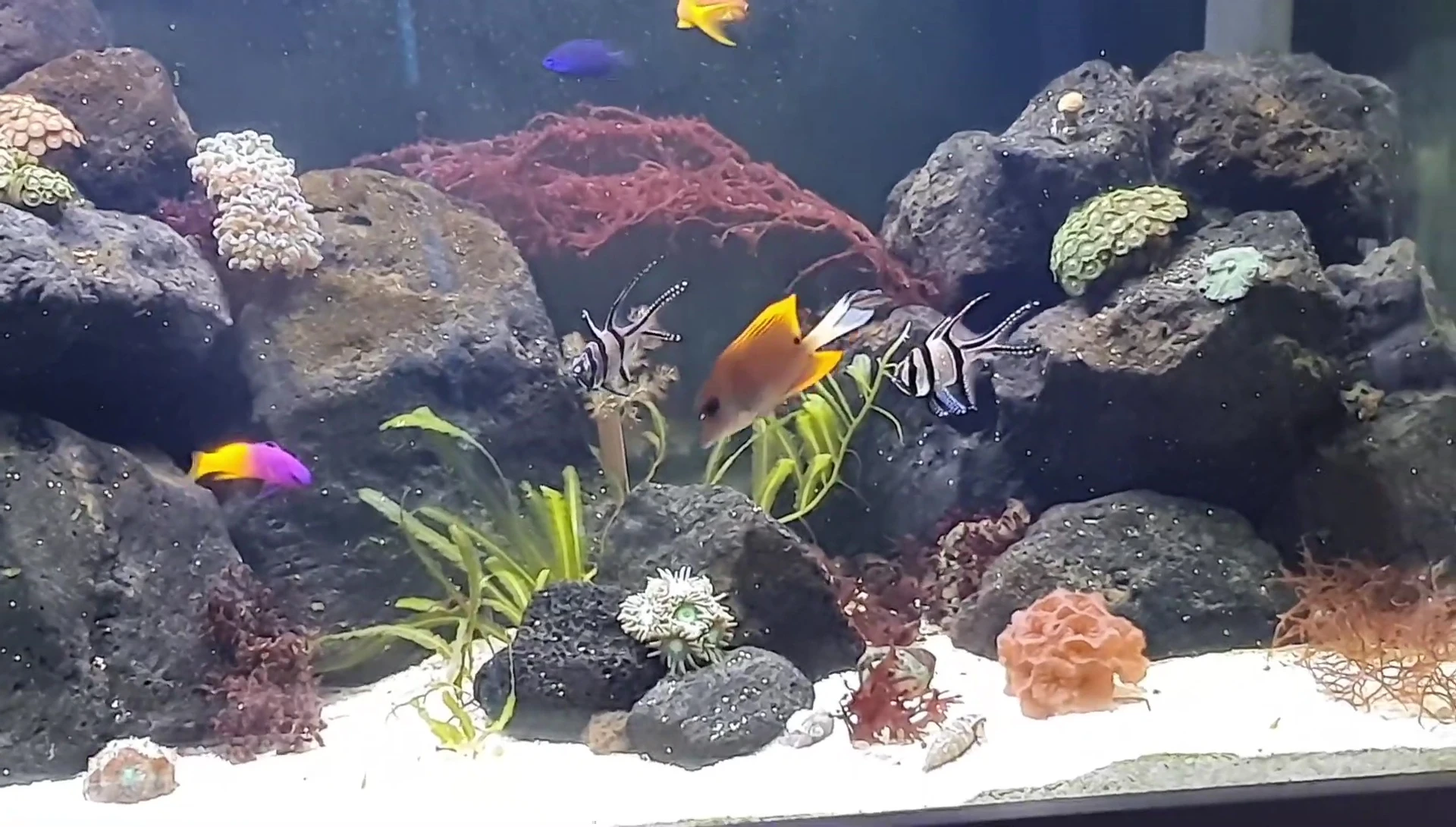 Fish thriving in the aquarium