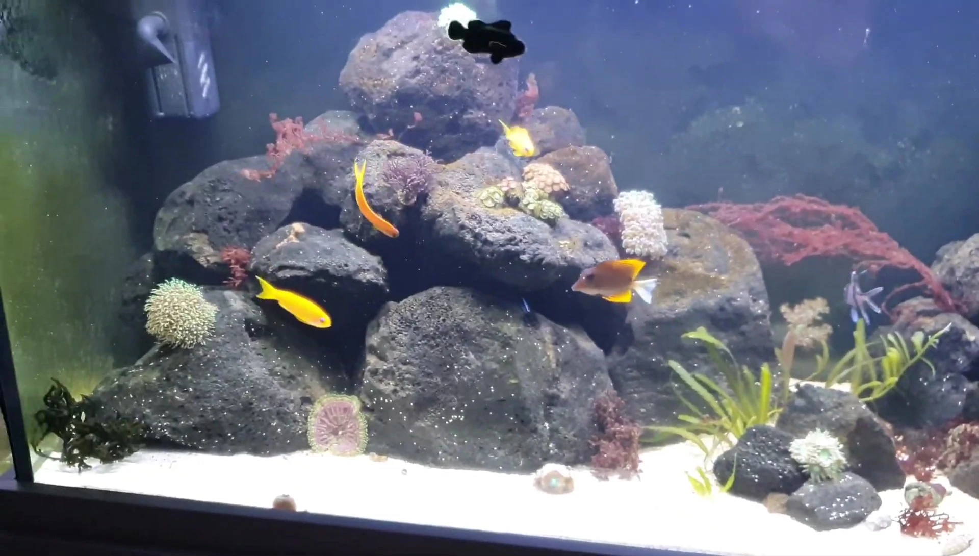 Healthy macroalgae growth