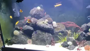 FLUVAL SHAKER 252 Saltwater Aquarium Setup: A Detailed Guide