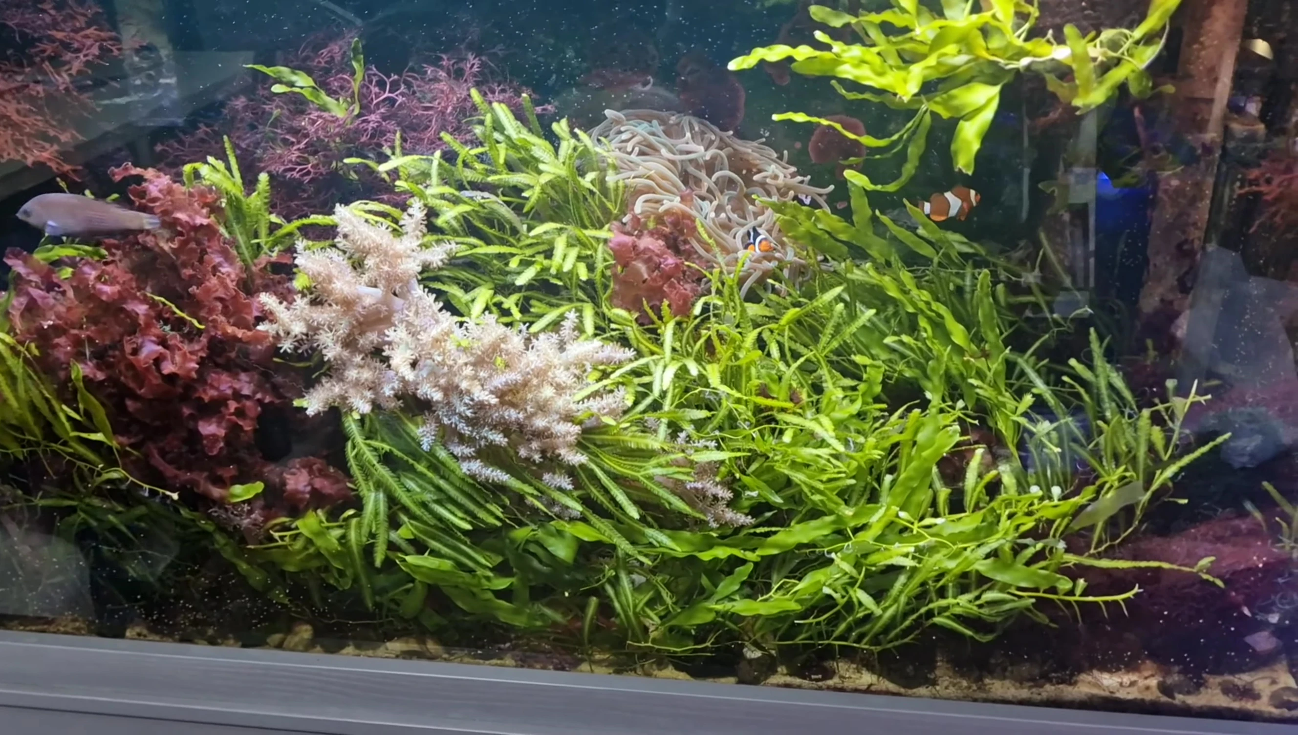 The Fluval Reef 4.0 illuminating a reef aquarium