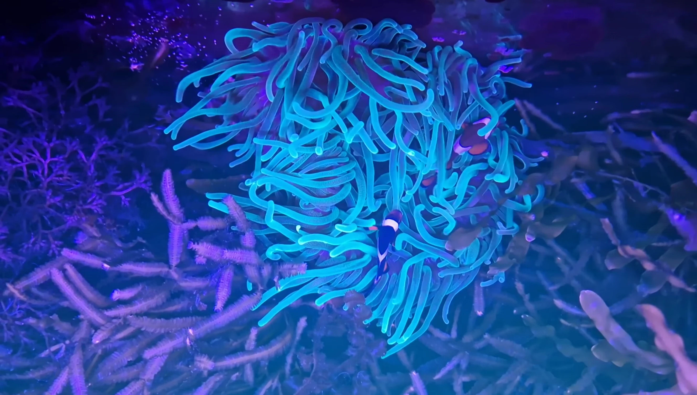 Overall view of the Fluval Reef 4.0 on the aquarium.