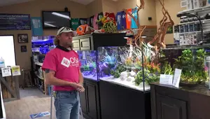 Rare Dragon Wood Aquascaping: A Stunning Addition to Freshwater Aquariums