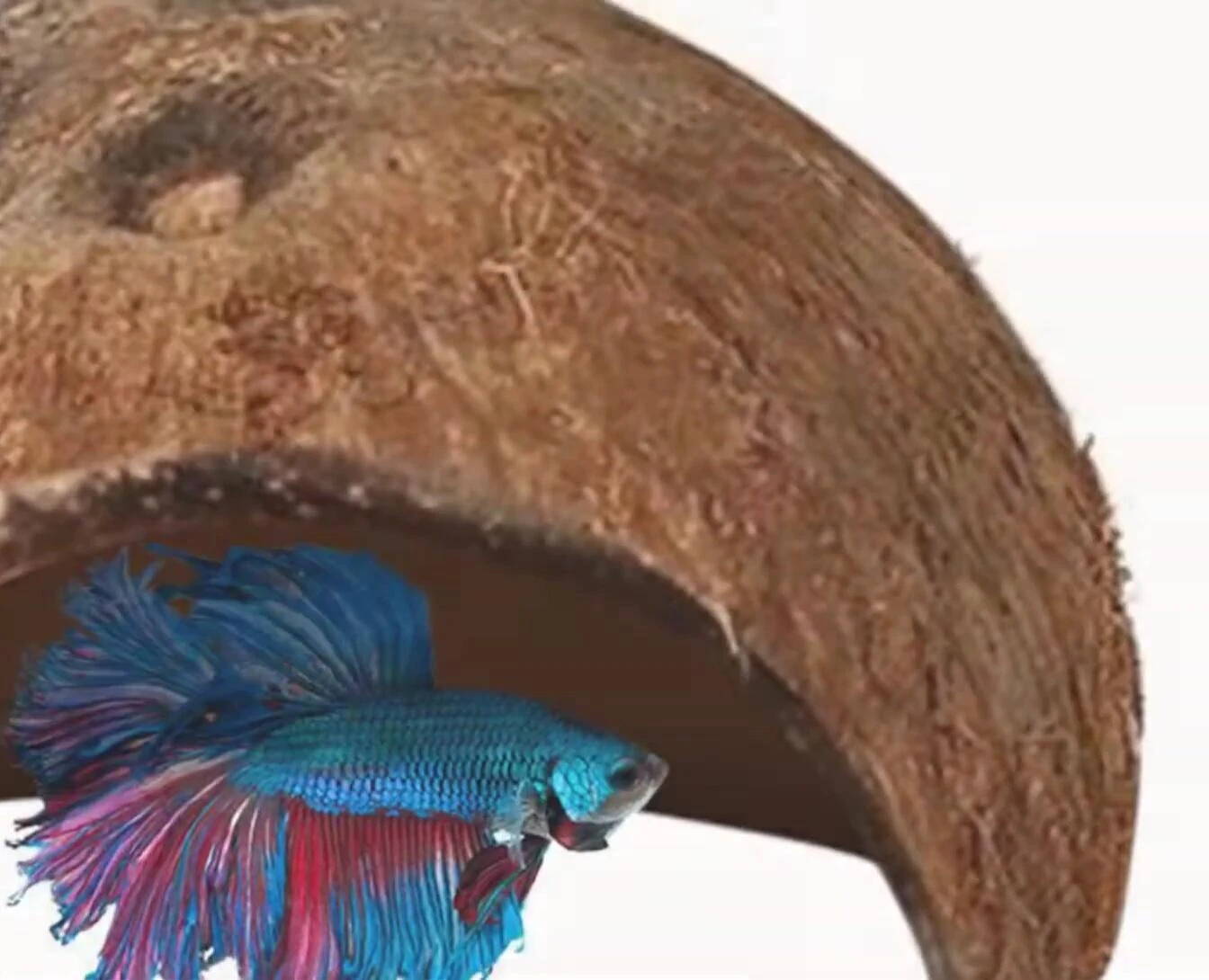 A wide shot of Sun Grow's aquarium ornament within a fish tank.