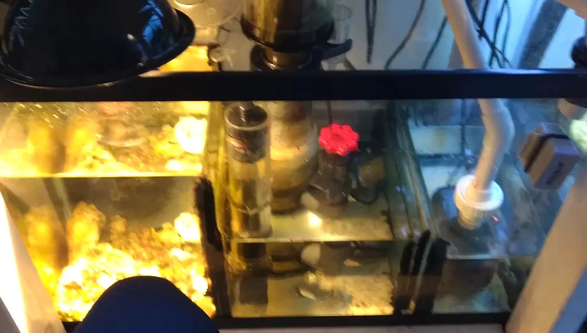 The tank full of bubbles due to chlorinated water.