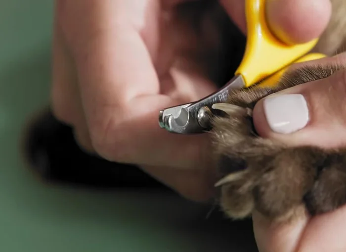 Trim a little at a time. For beginners, just snip the tips. If confident, trim more, keeping a safe distance from the quick. Reward with treats after each nail. Watch for warning signs (tail twitching, body stiffening, growling, panting, excessive purring) and stop if needed.