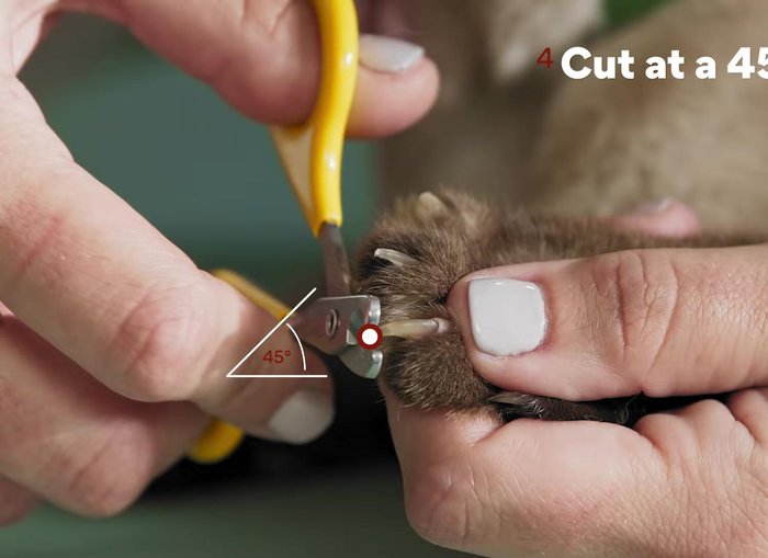 Cut at a 45-degree angle with the clippers facing the end of the nail, trimming only the tip to avoid the quick. Cut cleanly and quickly.