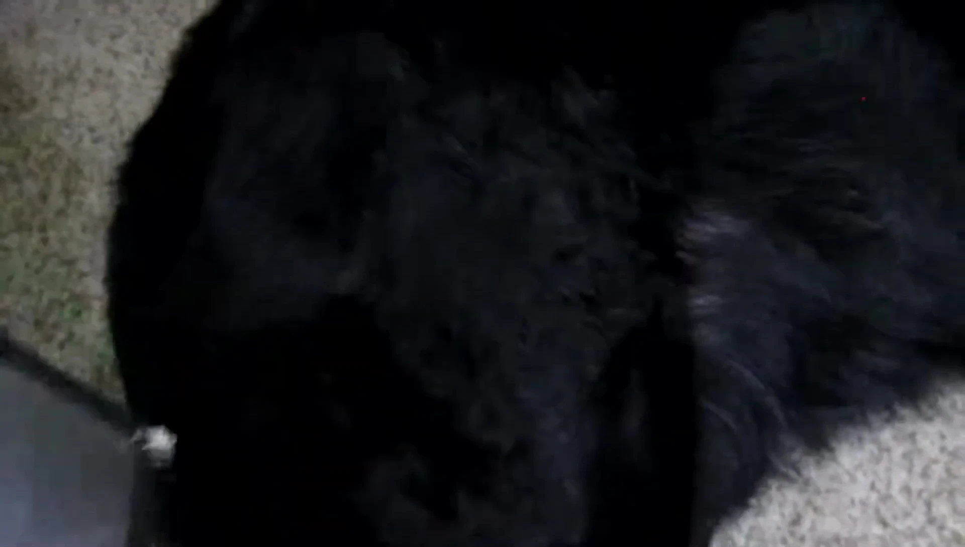The reviewer brushing their dog with the soft brush, highlighting the gentle action.