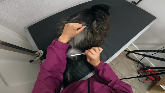 If necessary, clip nails before bathing to minimize stress for the cat. Do NOT clip abnormal nail growths if unsure of their nature.