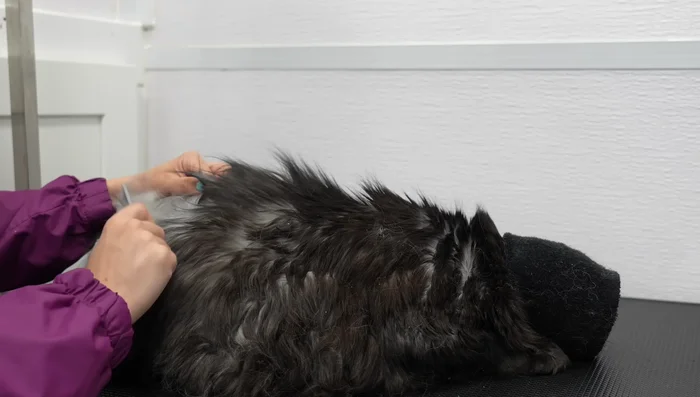 For superficial matting, use a combination of a slicker brush and a cat comb to carefully work out the tangles. Work slowly and methodically, checking for skin irritation.