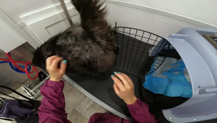 If necessary, clip nails before bathing to minimize stress for the cat. Do NOT clip abnormal nail growths if unsure of their nature.