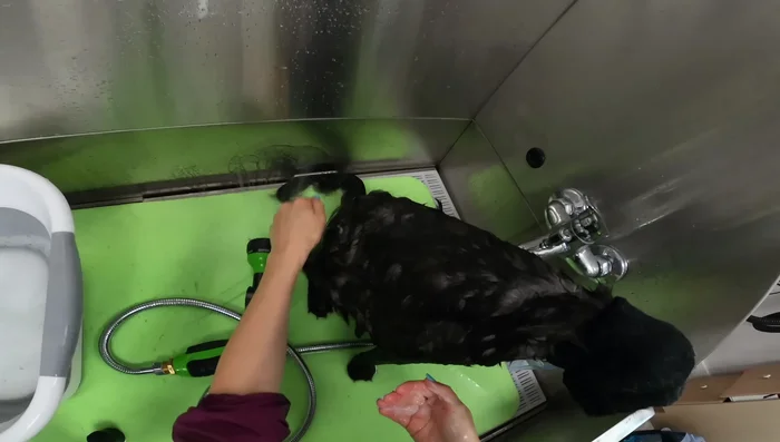 Condition the cat's fur, focusing on dry areas. Deshedding conditioner is helpful.