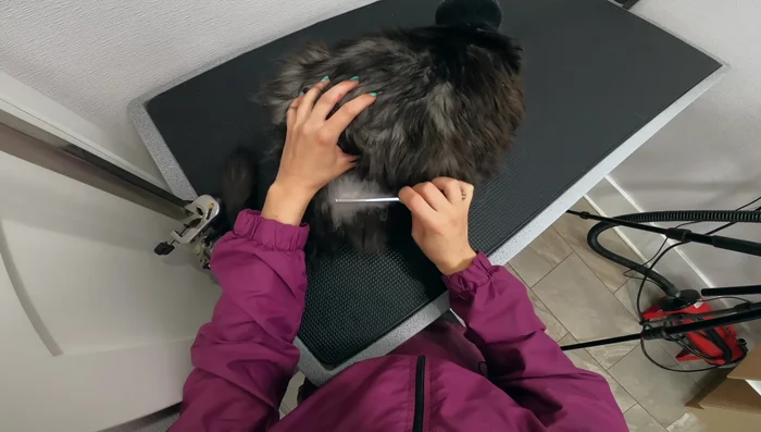 Use a cat deshedding comb to gently remove loose, shed hair.