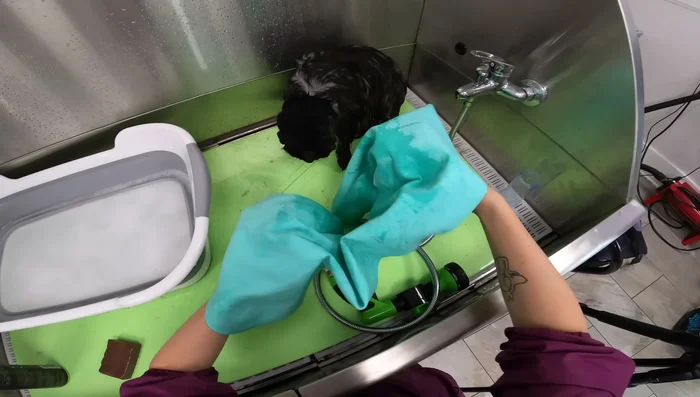 Dry the cat thoroughly with a hairdryer. Monitor the cat closely to prevent overheating or distress; use a low setting.