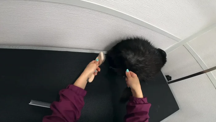 Once dry, brush out the cat's fur completely, using both the slicker brush and comb. Use an undercoat rake or other dematting tool if needed.