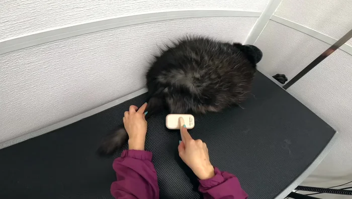 Shave sanitary areas and belly for easier maintenance. Use clippers carefully and gently to avoid skin irritation. 