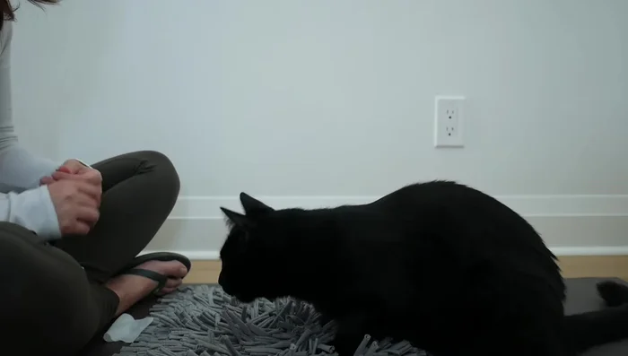 Teach the 'chin rest'. Guide your cat's head upward with a treat, place your hand under their chin, and reward them when they lower their head into position. Use a verbal marker ('yes') to signal the reward.