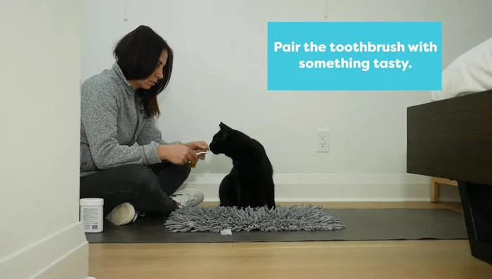 Introduce the toothbrush with a tasty treat. Let your cat lick the treat off the toothbrush.