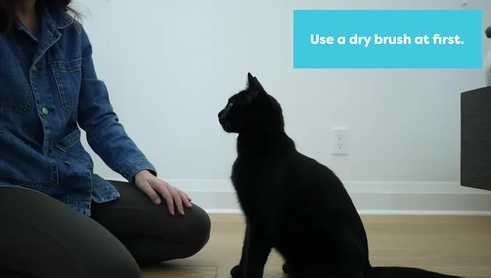 Re-introduce the toothbrush without paste. Focus on getting your cat comfortable with the toothbrush in their mouth. Keep sessions short.