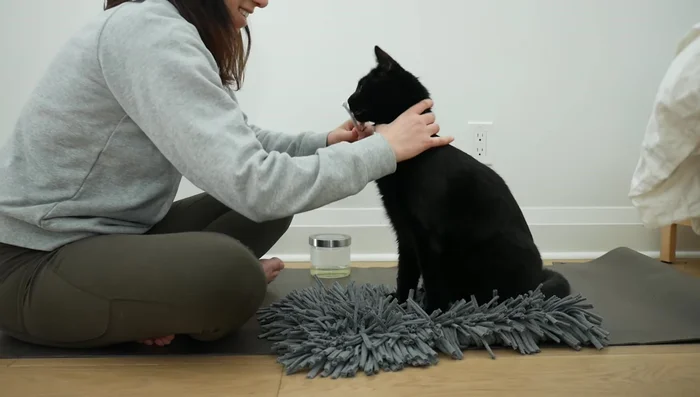 Brush with pet-friendly toothpaste. Use a small amount of toothpaste your cat likes. Gently brush their teeth while holding their head securely.