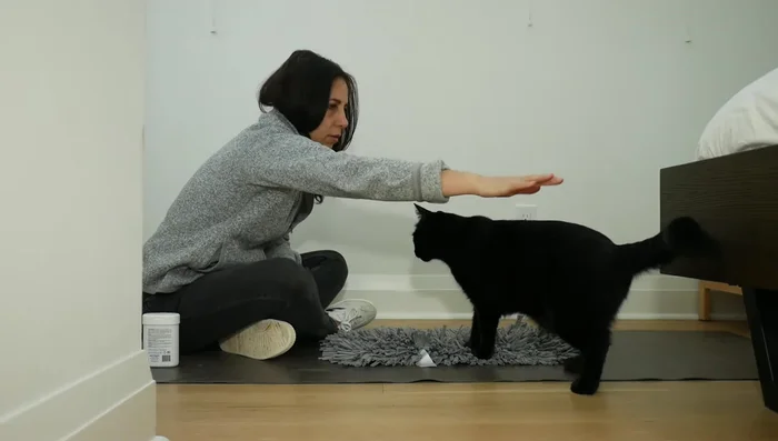 Desensitize your cat to touch. Start with easy zones (back) and gradually move to the head and chin area. Reward with treats after each touch.