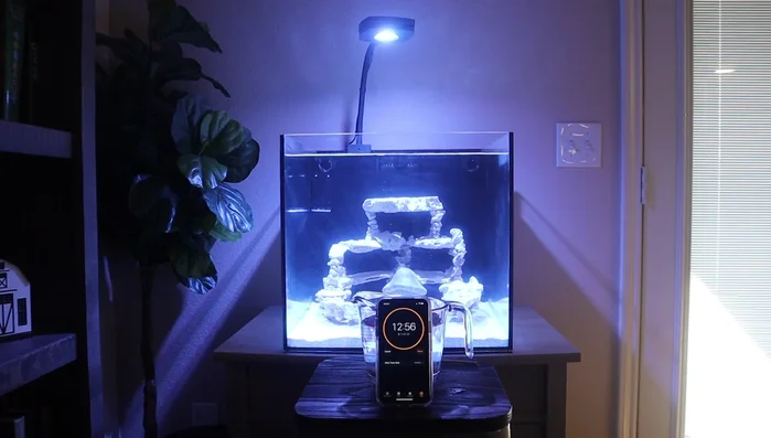 Rinse corals thoroughly with fresh saltwater after dipping.