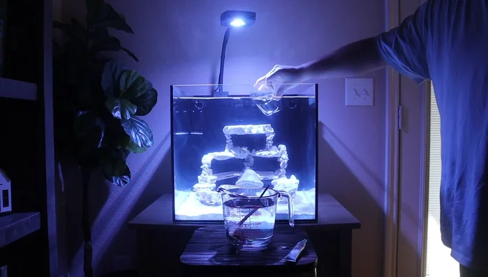 Rinse corals thoroughly with fresh saltwater after dipping.