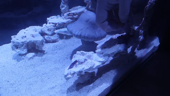 Allow corals to acclimate further and observe for several hours.